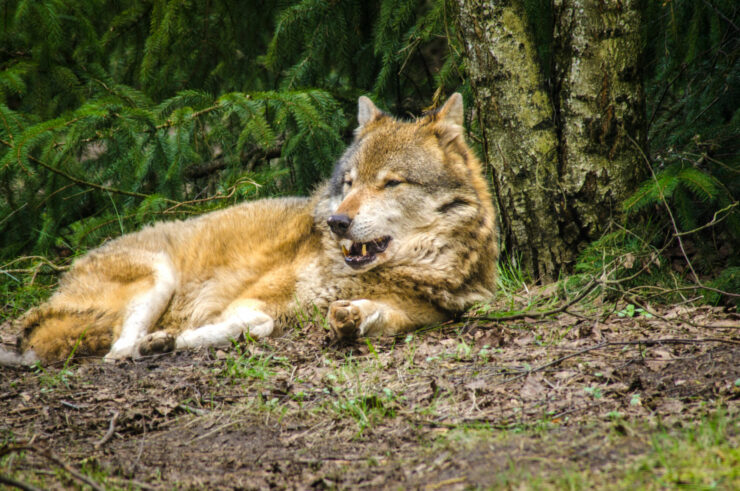 Wolf im Wildpark Schorfheide, Foto: Michael Mattke, Lizenz:  Michael Mattke