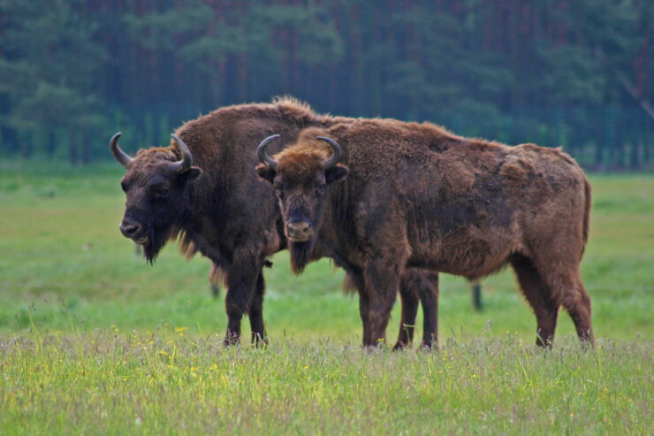 Wisent im Wildpark Schorfheide, Foto: Wildpark Schorfheide, Lizenz: Wildpark Schorfheide